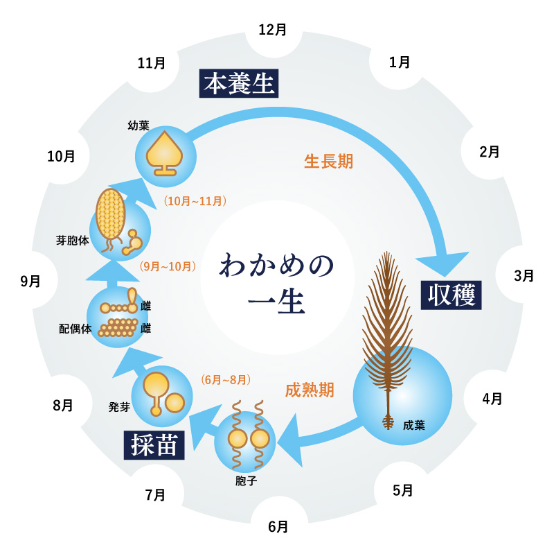 真崎わかめの一生