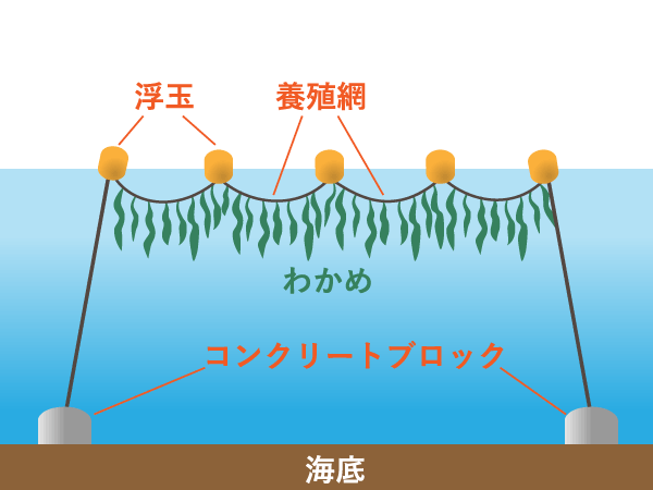 わかめ養殖施設の模式図