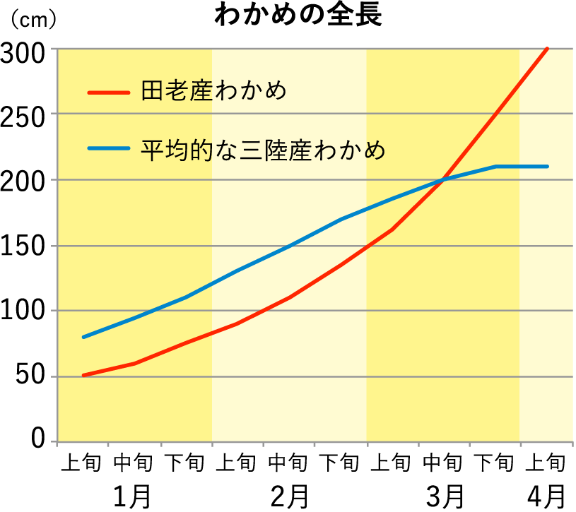 わかめの全長